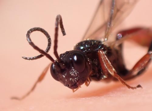 Mesoleptus sp.